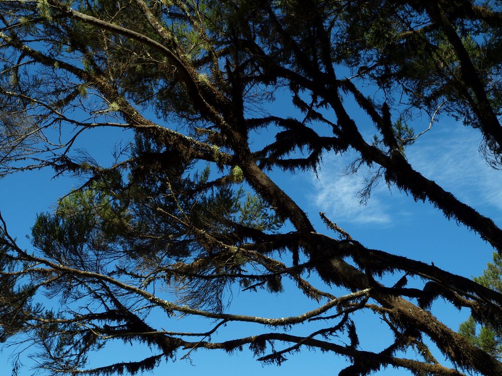 Im Lorbeerwald auf La Gomera, oder Lorbeerbaum mit Bart