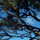 Im Lorbeerwald auf La Gomera, oder Lorbeerbaum mit Bart