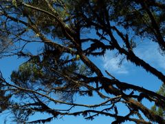 Im Lorbeerwald auf La Gomera, oder Lorbeerbaum mit Bart