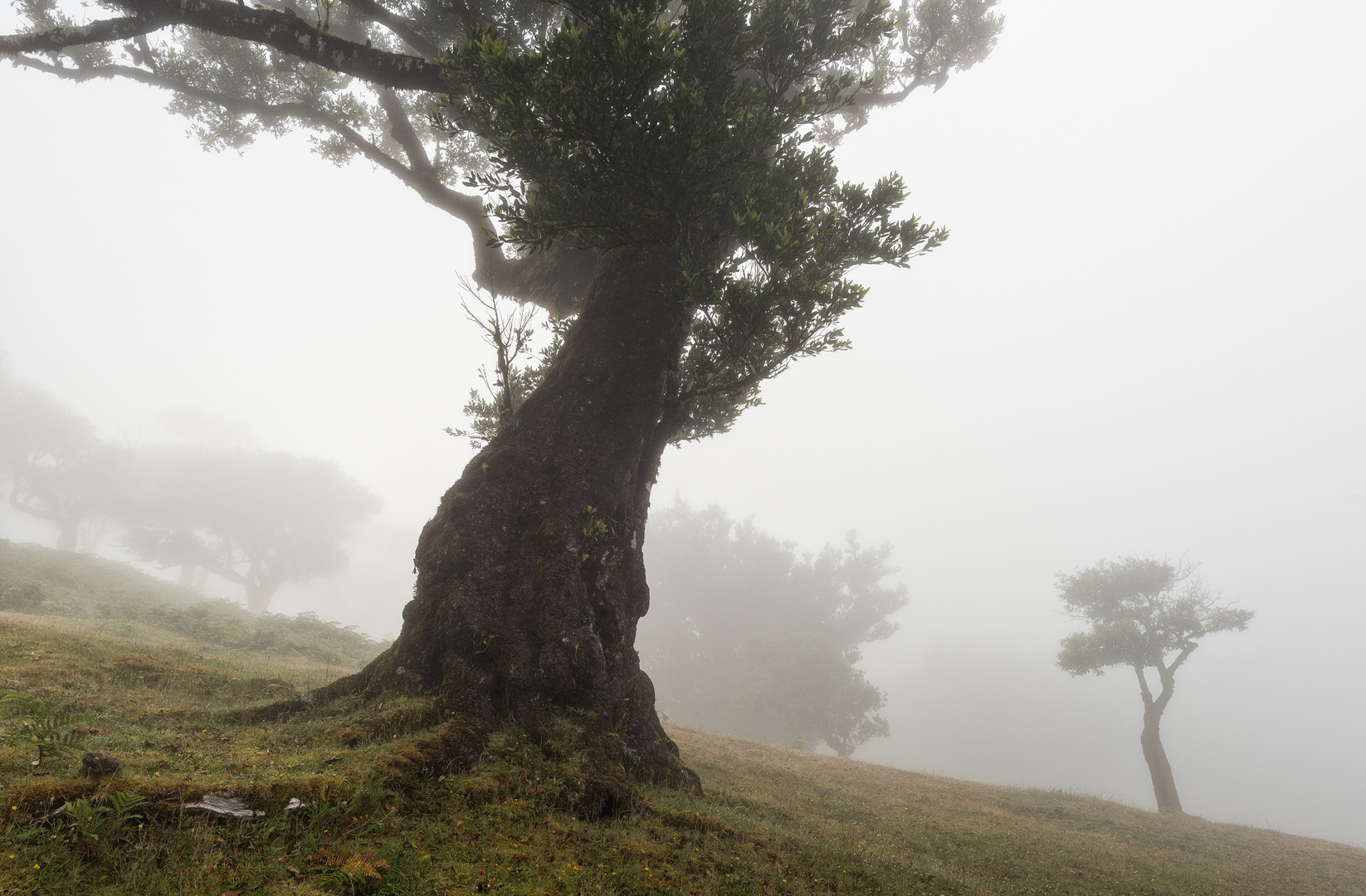 ___im Lorbeerwald___