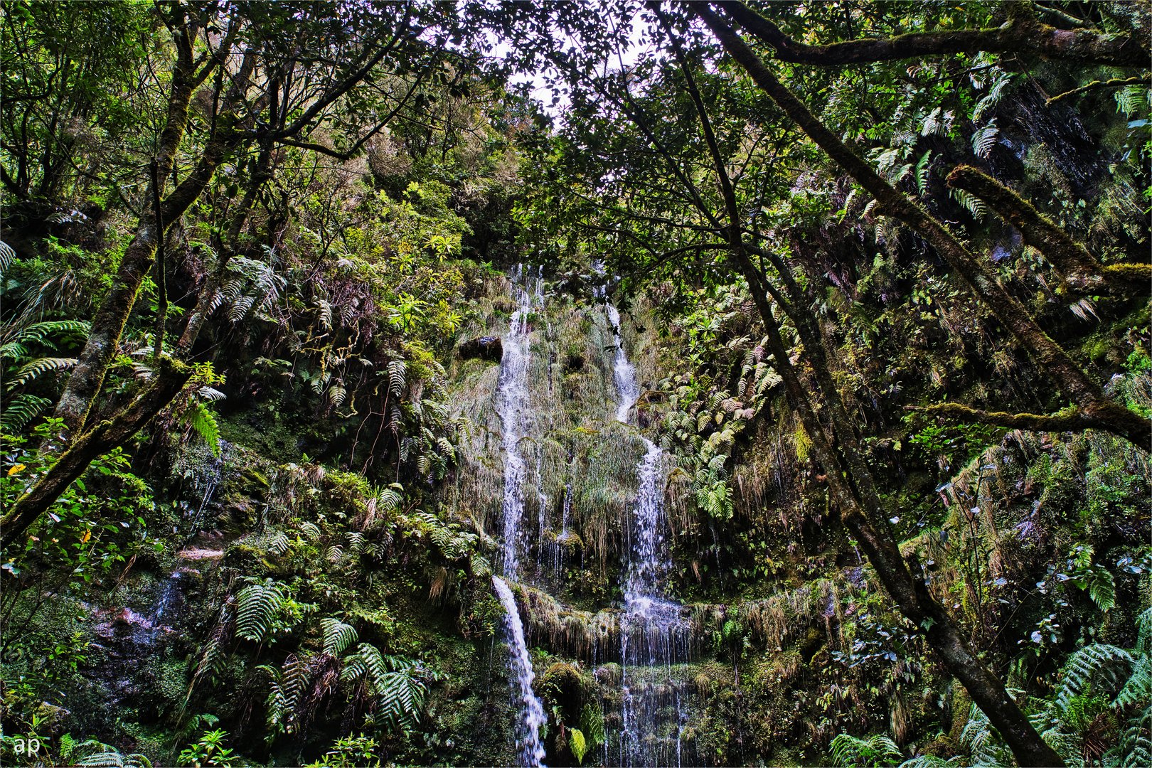 im Lorbeerwald