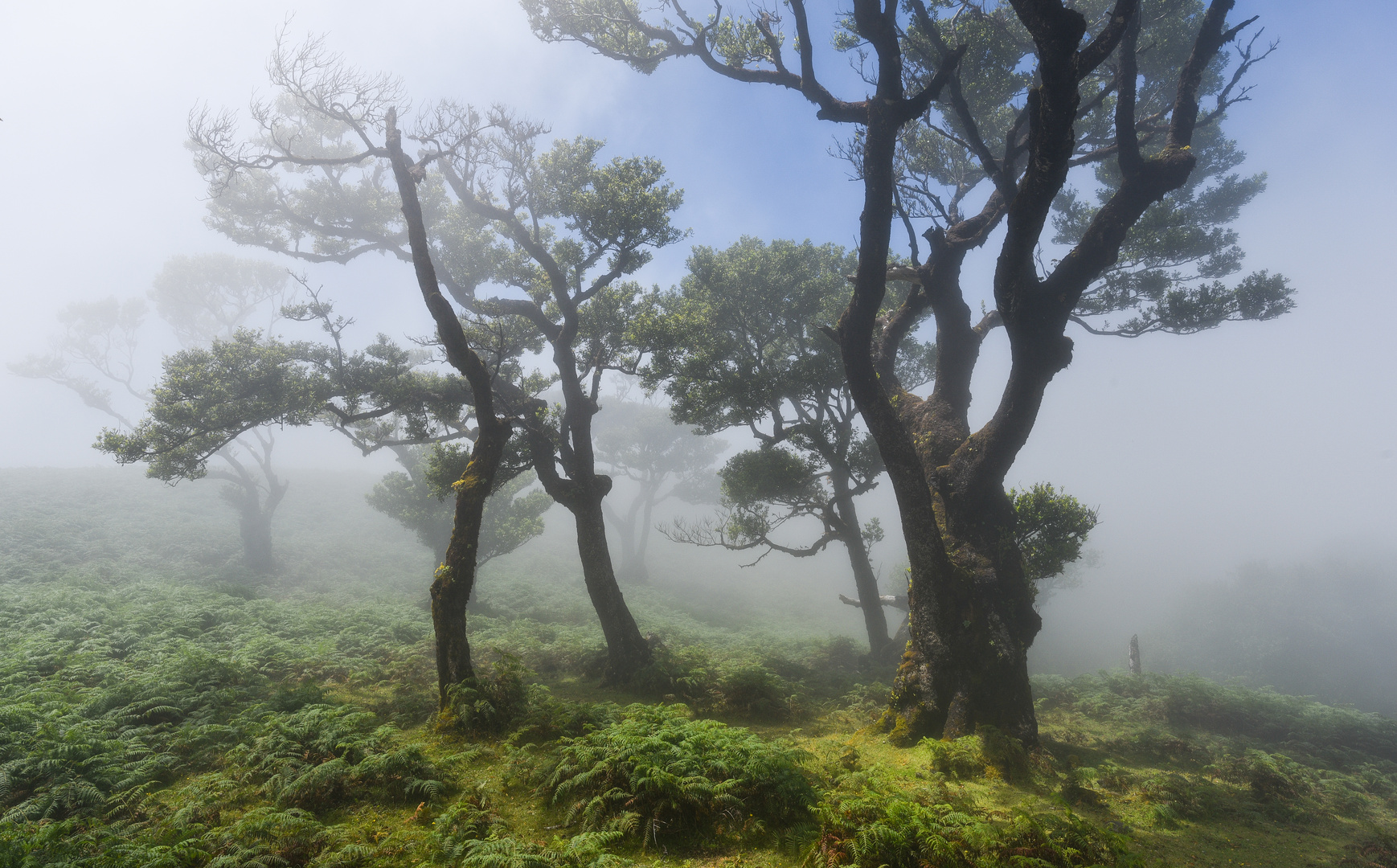 ___im Lorbeerwald____