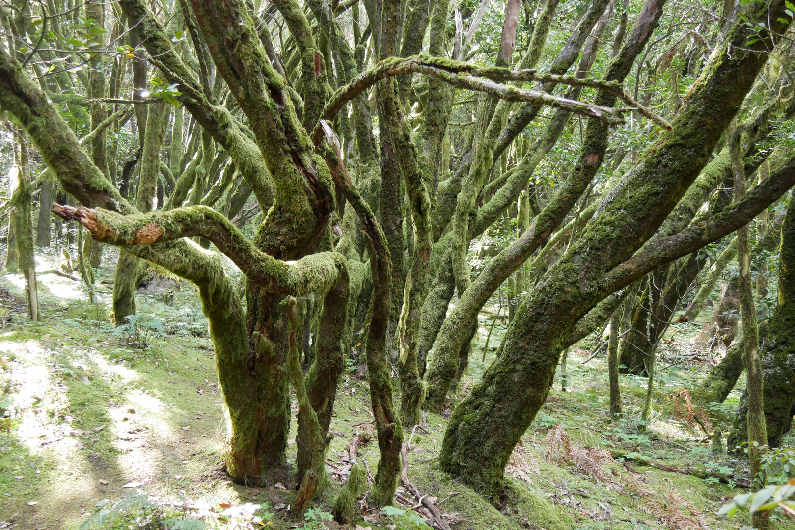 Im Lorbeerwald IV