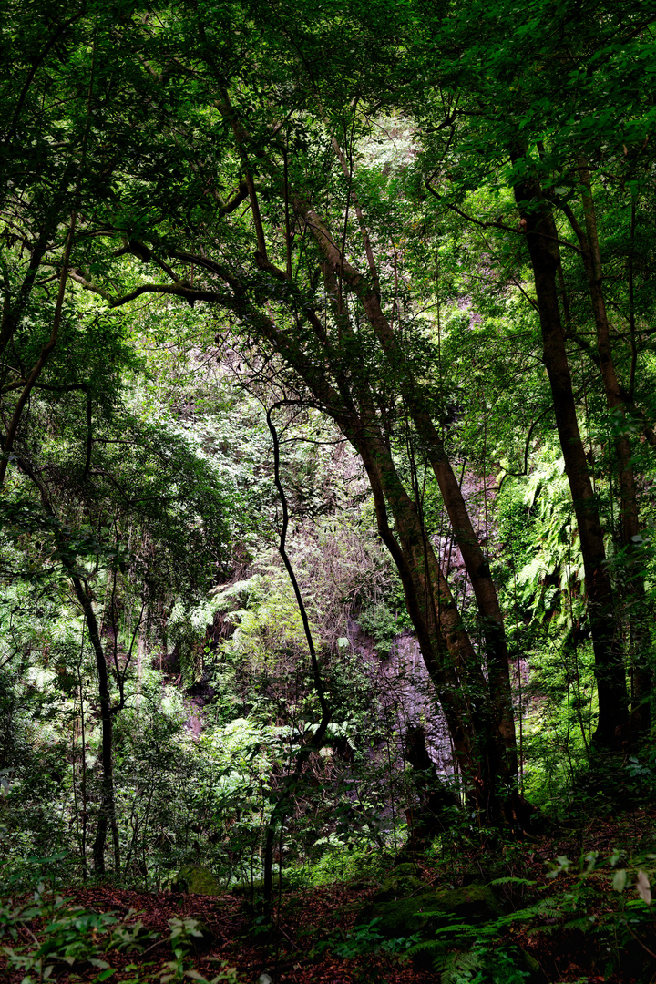 im Lorbeerwald von Los Tilos