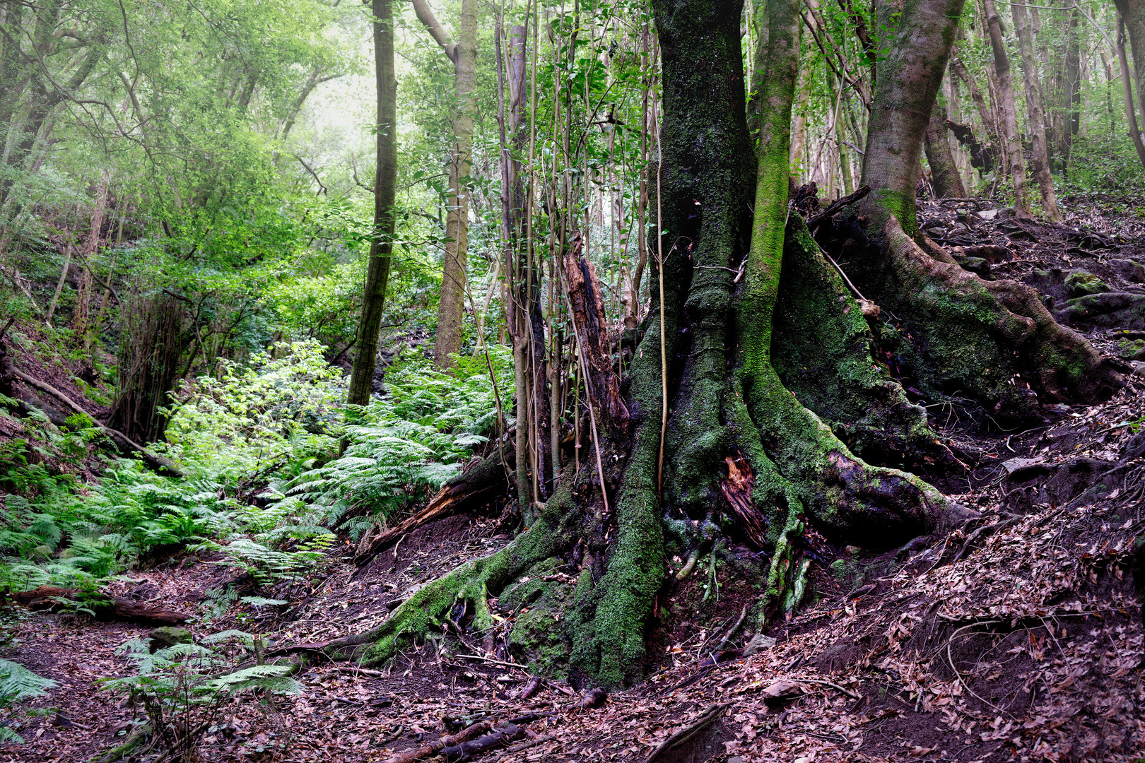 im Lorbeerwald von Los Tilos, La Palma