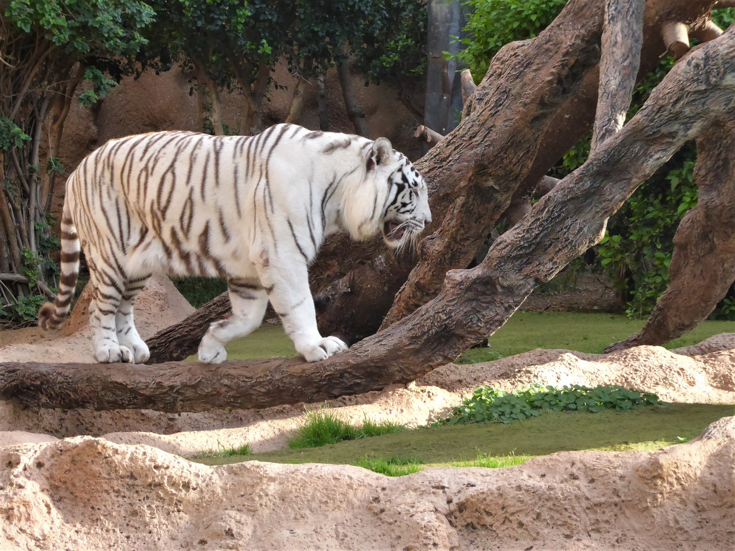 Im Loro Parque ....