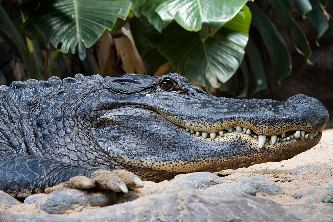 im Loro Parque