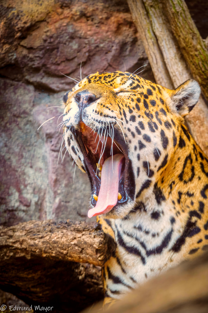 Im Loro Parque in Puerto de la Cruz