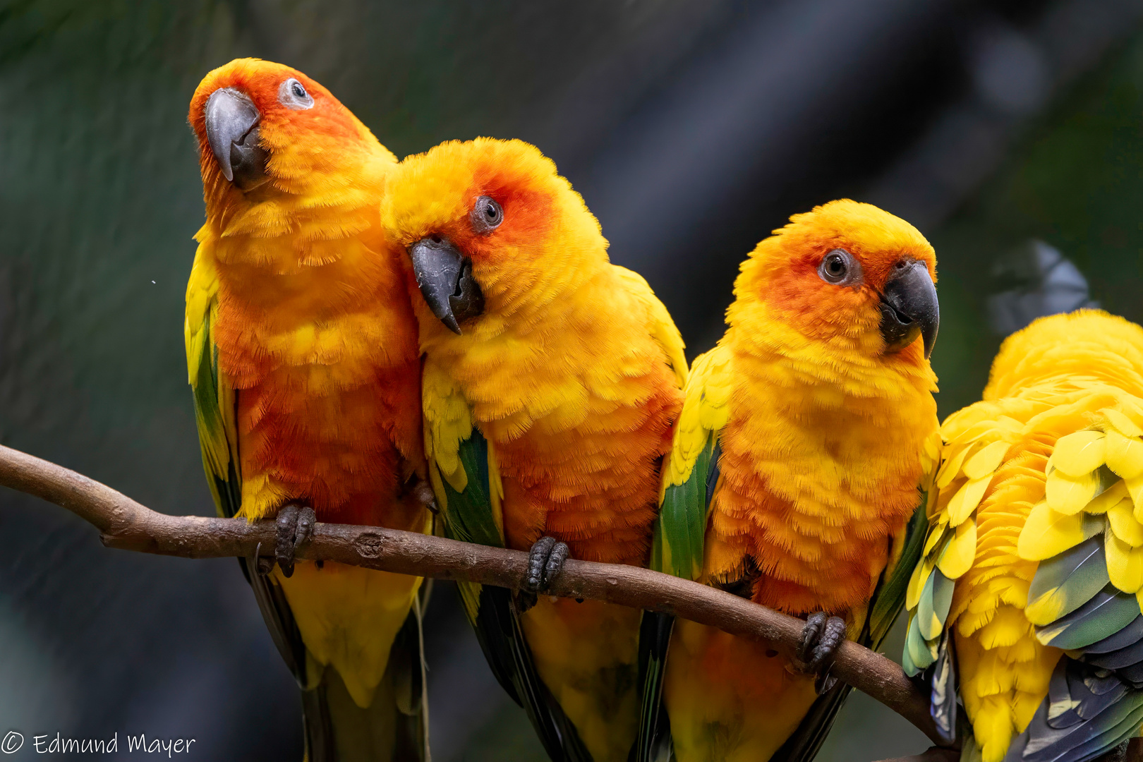 Im Loro Parque in Puerto de la Cruz