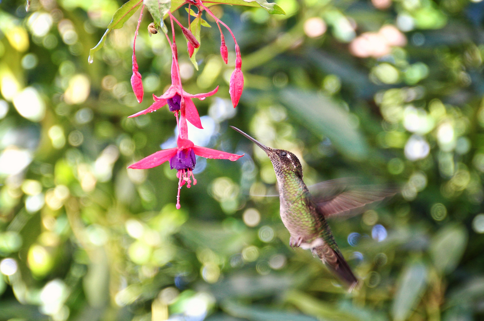 Im los Quetzales Nationalpark