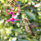 Im los Quetzales Nationalpark