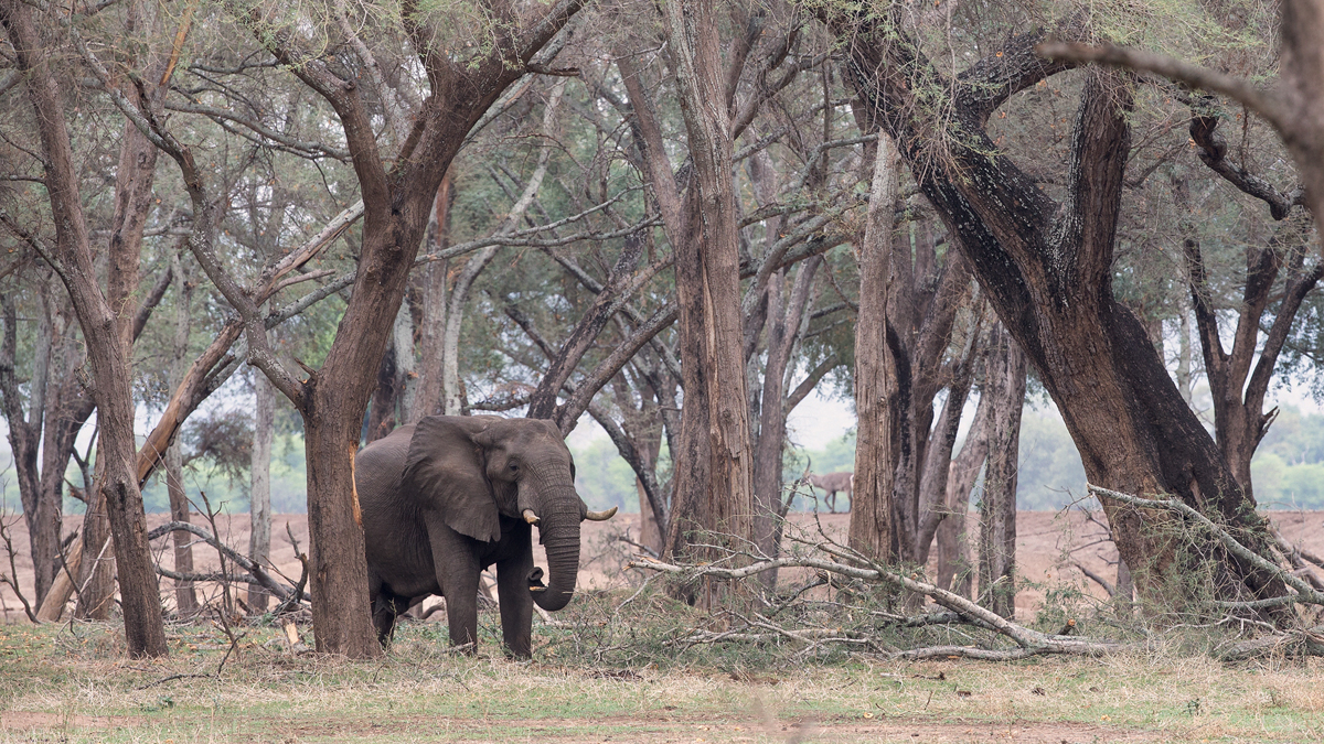 Im Lower Zambezi Nationalpark