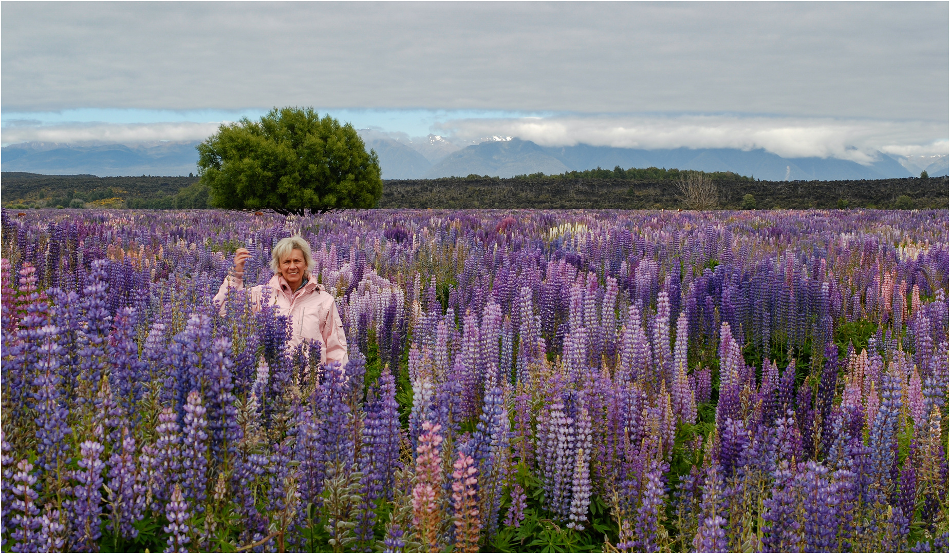 "Im Lupinenfeld" - Südinsel, Neuseeland, Januar 2007