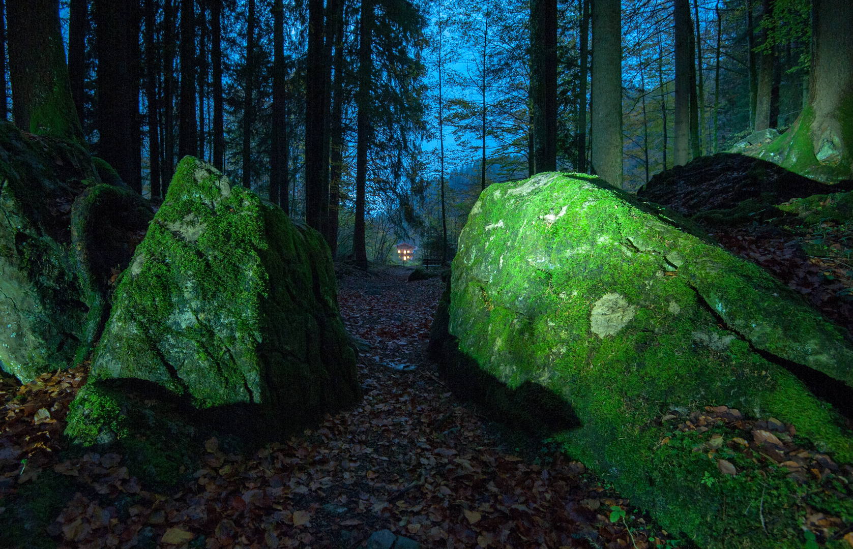 Im Märchen - Wald