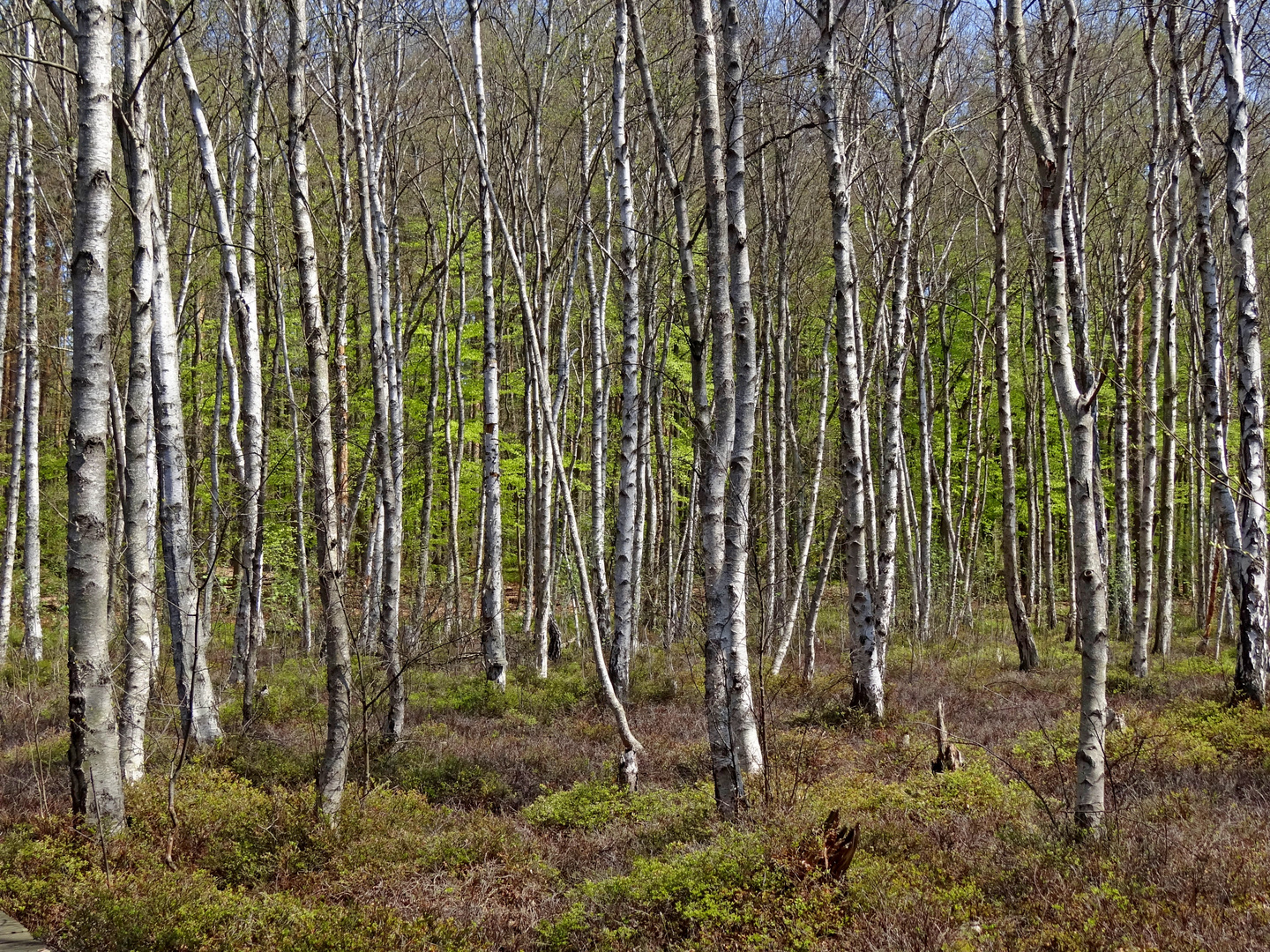 IM (MÄRCHEN) WALD