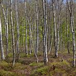 IM (MÄRCHEN) WALD