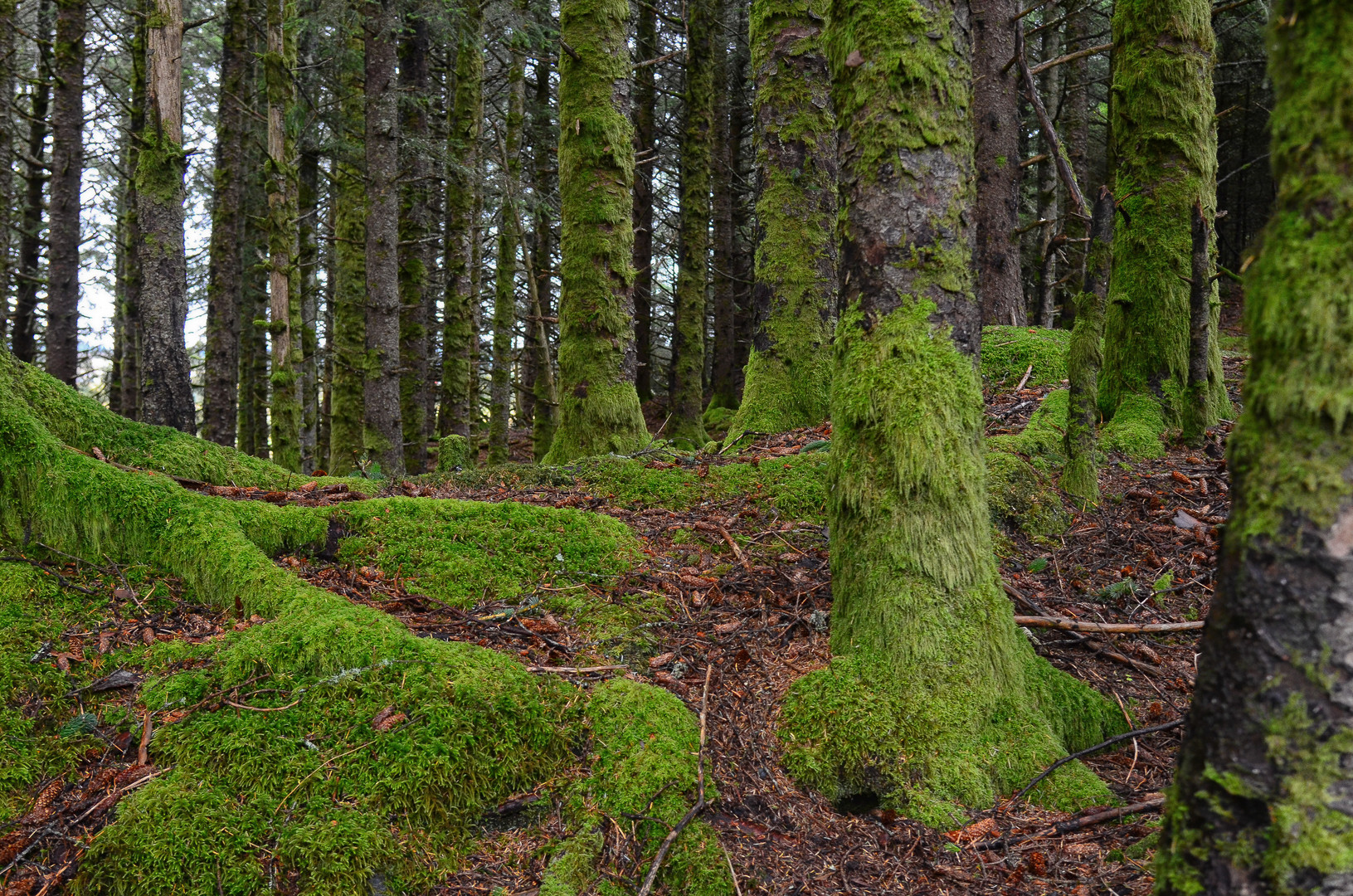 im märchenbärenwald