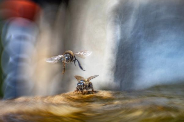 Im Märchenland der Insekten...