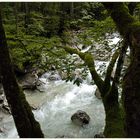 Im Märchenwald bei Ramsau.