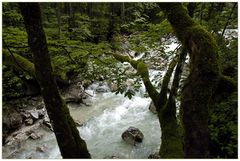 Im Märchenwald bei Ramsau.