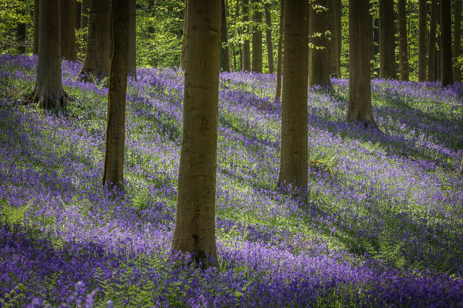 ~ Im Märchenwald der blauen Blumen ~