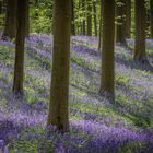 ~ Im Märchenwald der blauen Blumen ~