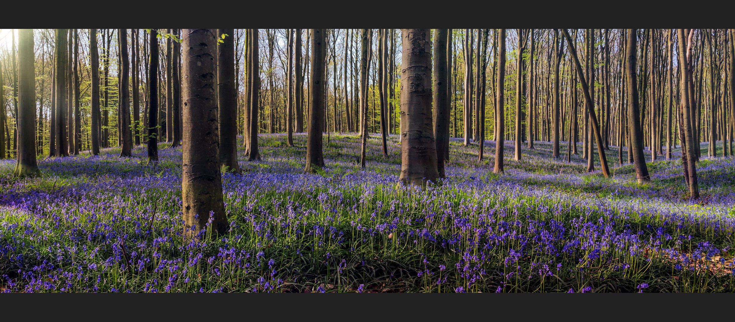 ~ Im Märchenwald der blauen Blumen II ~