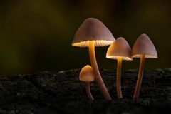 Im Märchenwald, kleines Experiment