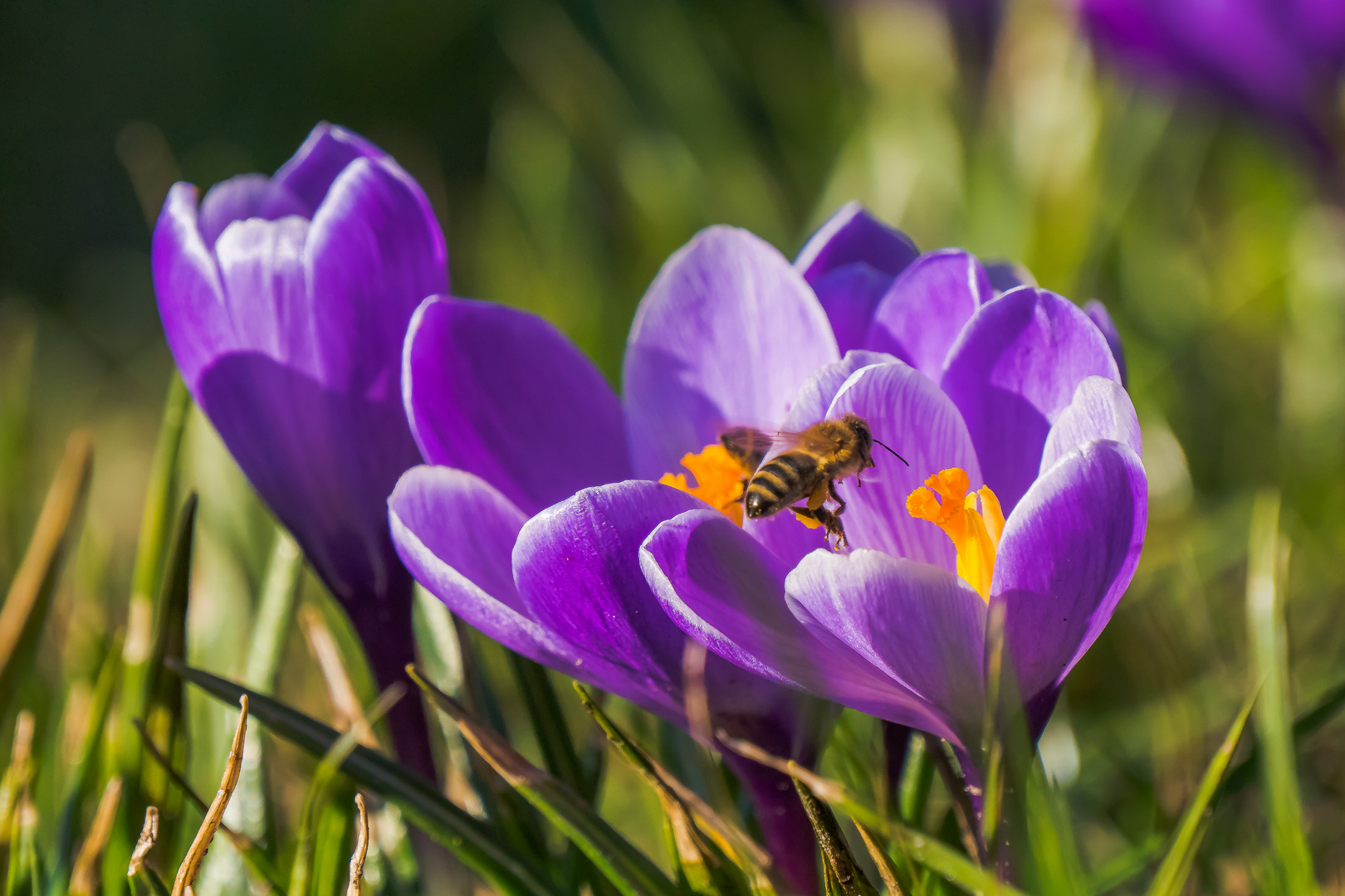 Im März Foto & Bild frühling, krokusse, frühblüher Bilder auf