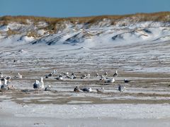 Im März am Strand v. Texel, NL