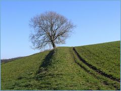 im März bei Düssel (2)