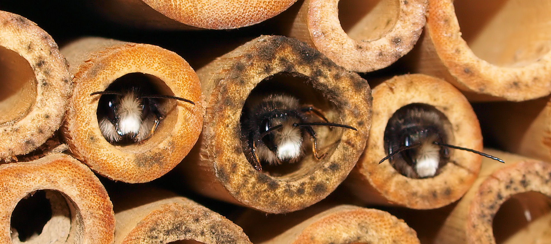 Im März/April....sehe ich meine Bienen wieder ;)....