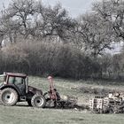 im Märzen ( nur ohne Rößlein..lächel)