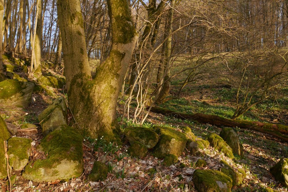 im Märzenbecher Zauberwald