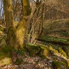 im Märzenbecher Zauberwald