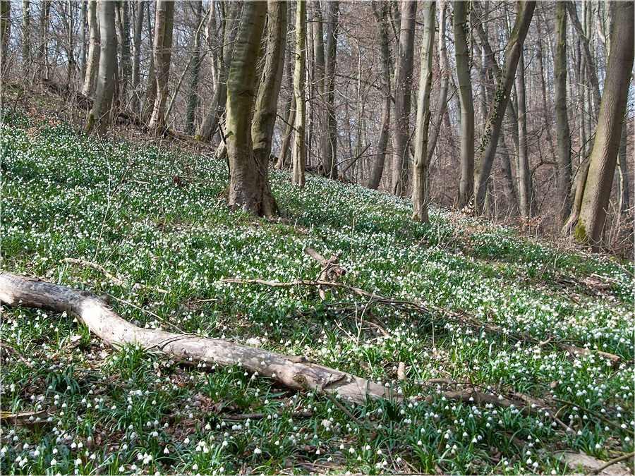 Im Märzenbechertal