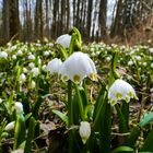 ...im Märzenbecherwald...