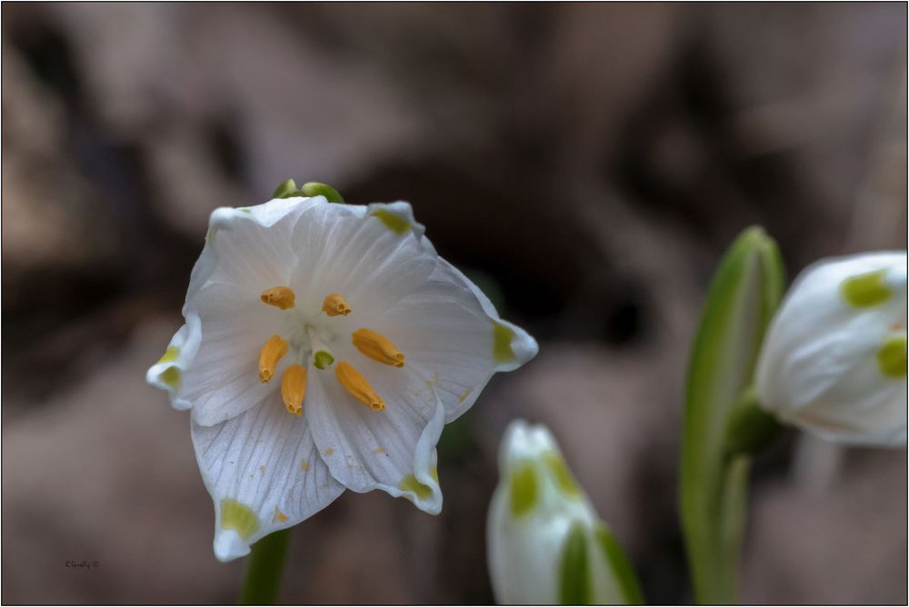 - im Märzenbecherwald -