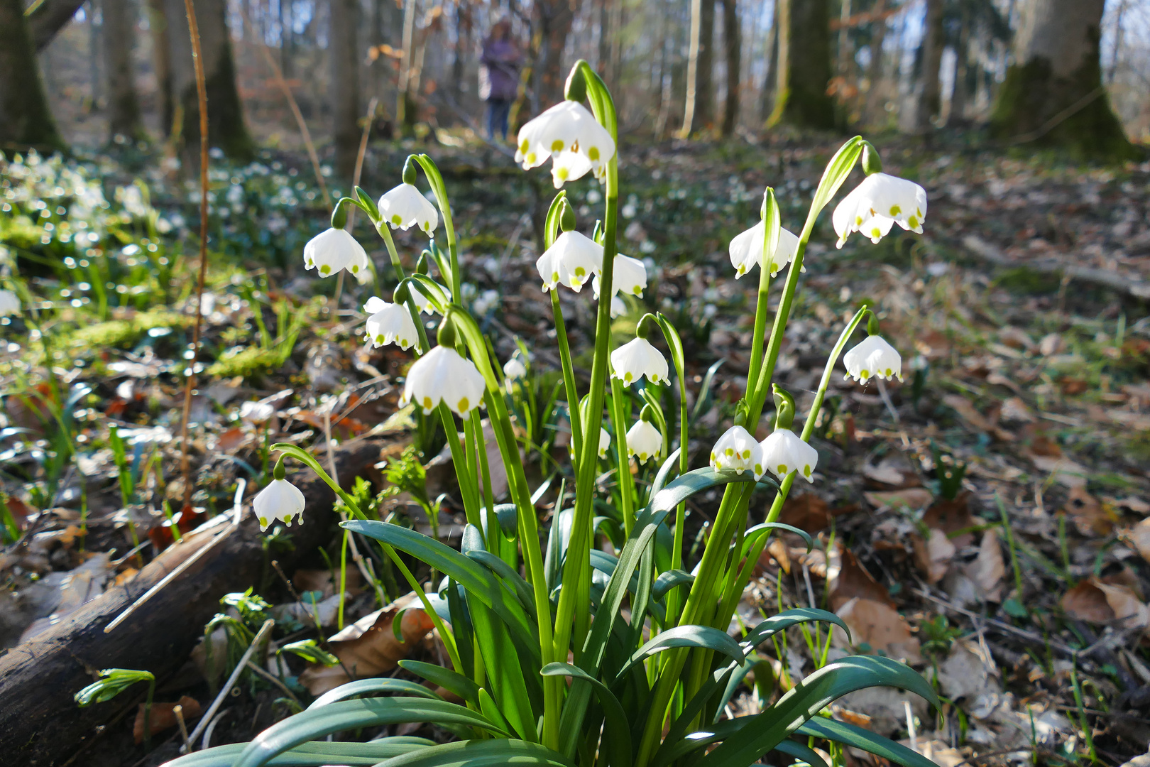 ...im Märzenbecherwald...