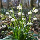 ...im Märzenbecherwald...