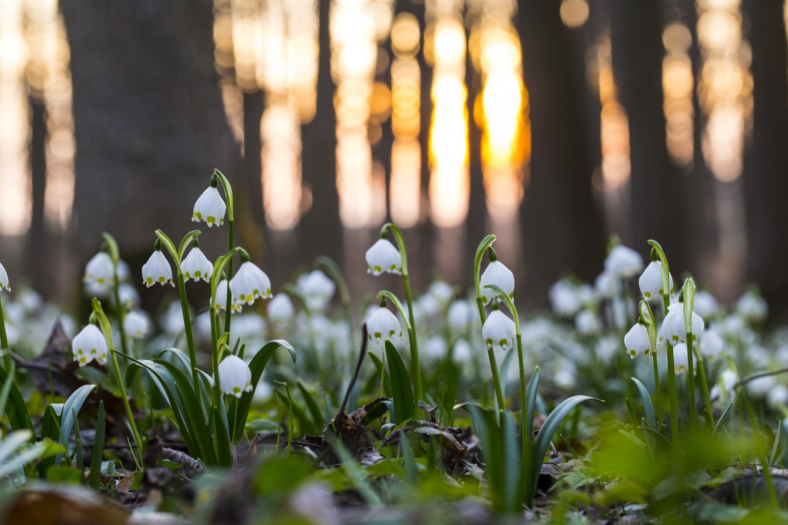 Im Märzenbecherwald (3)