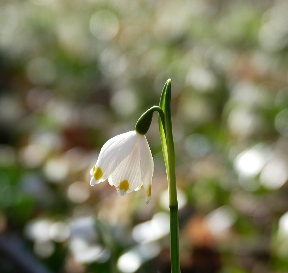 Im Märzenbecherwald