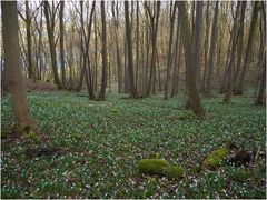 Im Märzenbecherwald