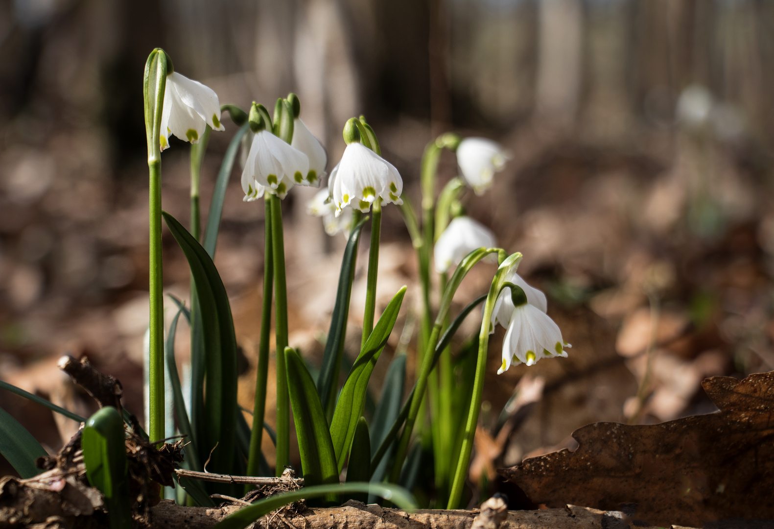 Im MärzenbecherWald