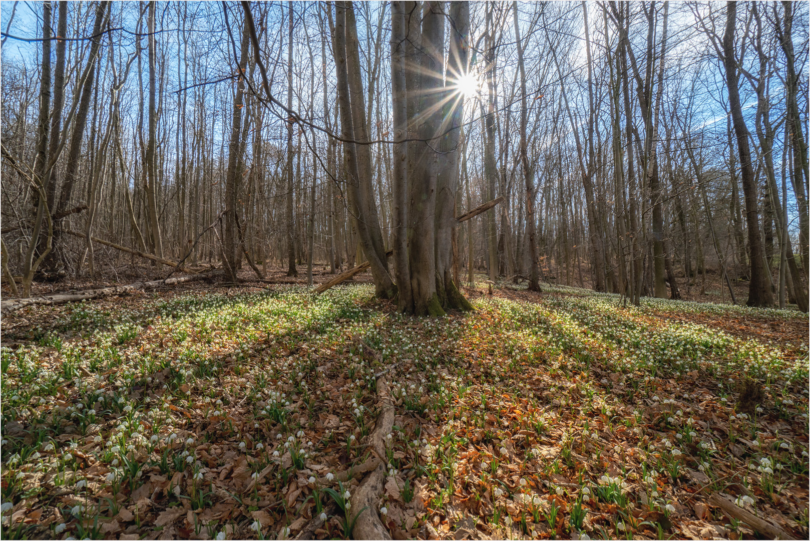 Im Märzenbecherwald