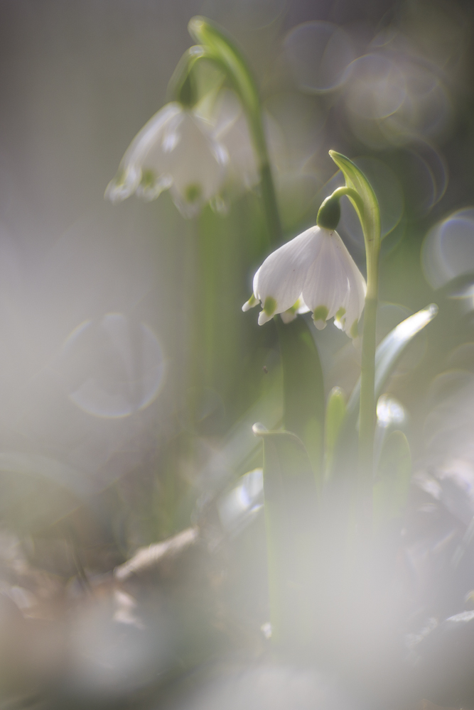 Im Märzenbecherwald