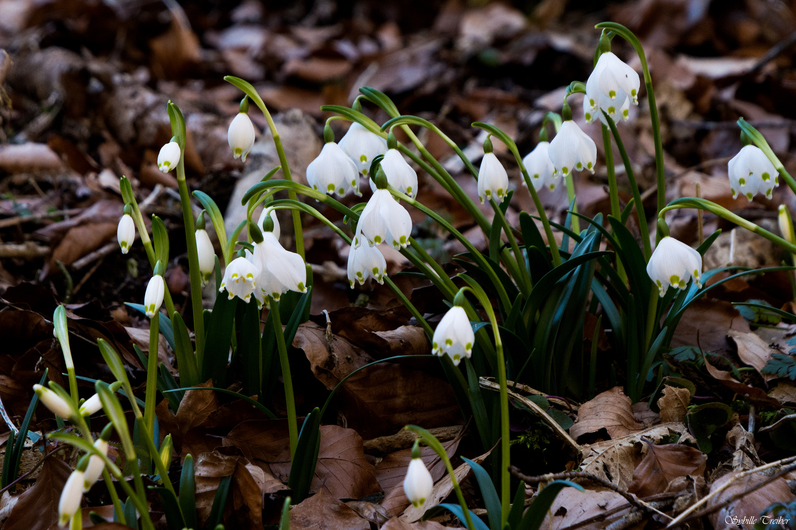 Im Märzenbecherwald