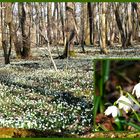 Im Märzenbecherwald von Großschwabhausen