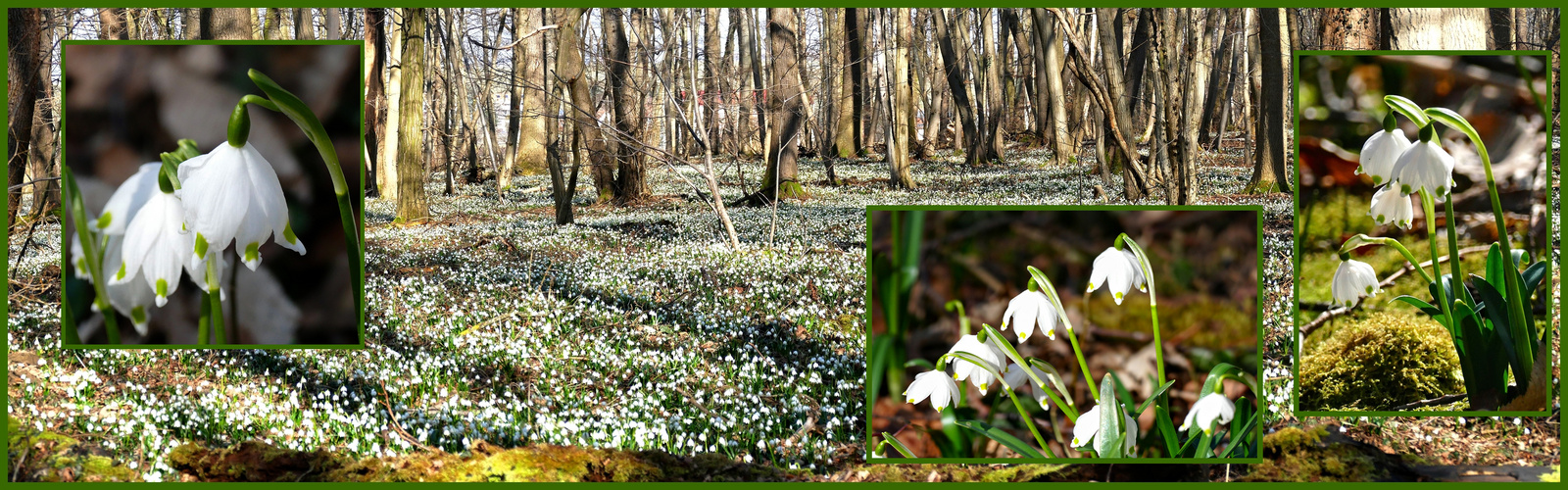 Im Märzenbecherwald von Großschwabhausen