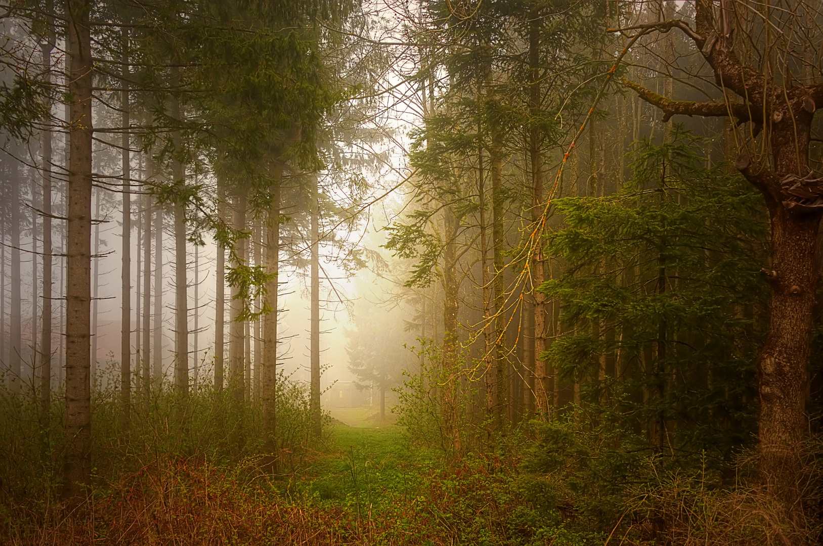 im magischen Wald